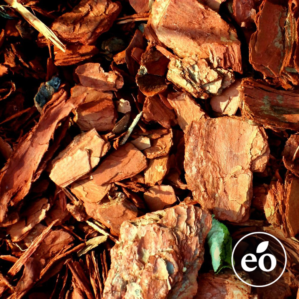 Cedarwood Essential Oil image number null