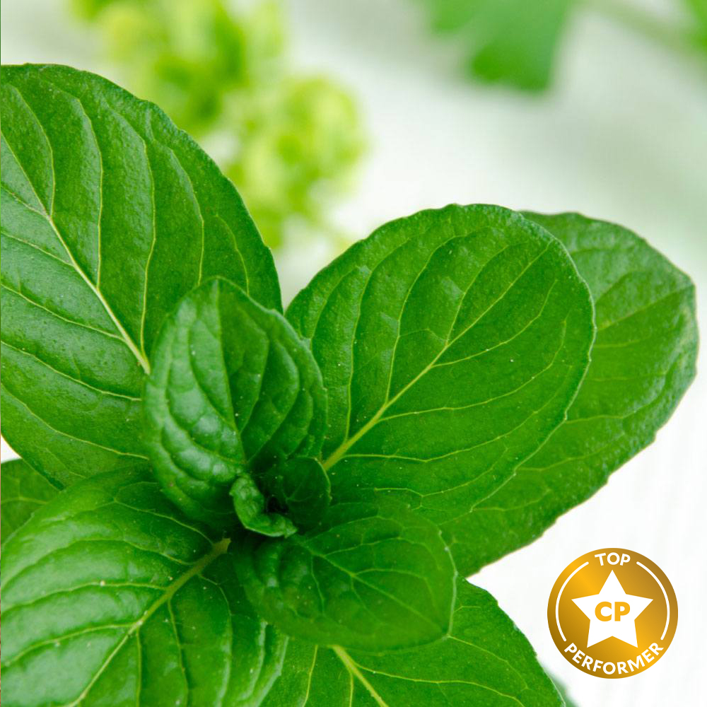 Spearmint Eucalyptus Fragrance Oil image number null