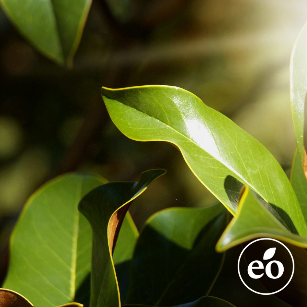 Clove Leaf Essential Oil image number null