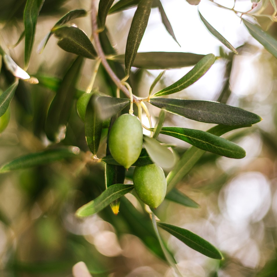 Olive Wood and Cypress Fragrance Oil image number null