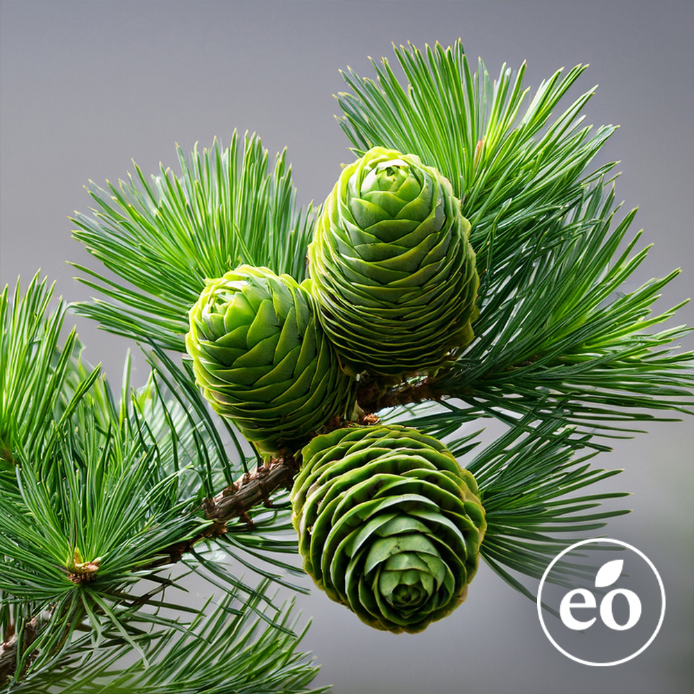 Cedarwood Atlas Essential Oil image number null