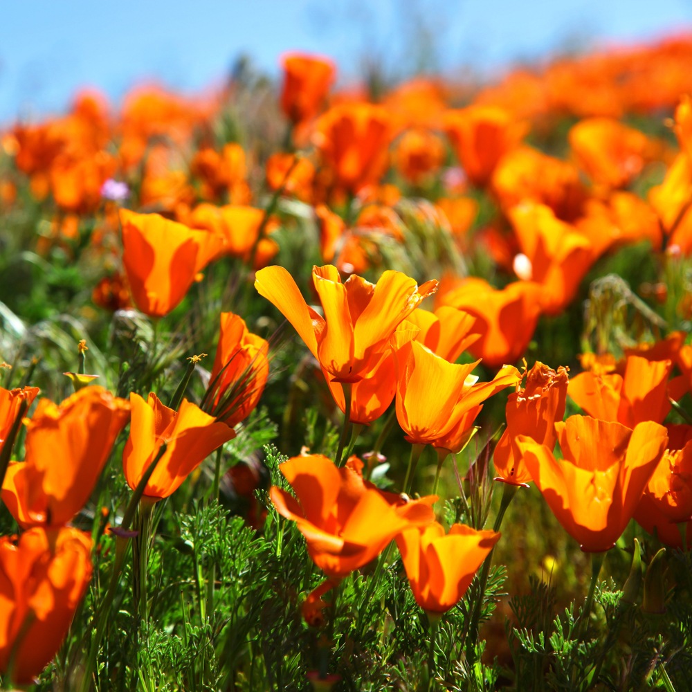 Sunshine Poppies Fragrance Oil image number null