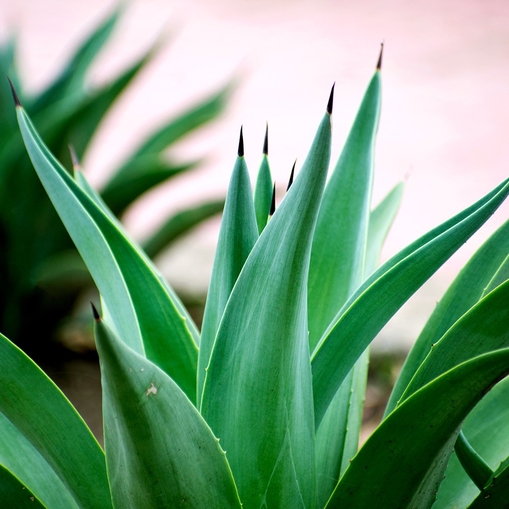 Emerald Agave Fragrance Oil image number null