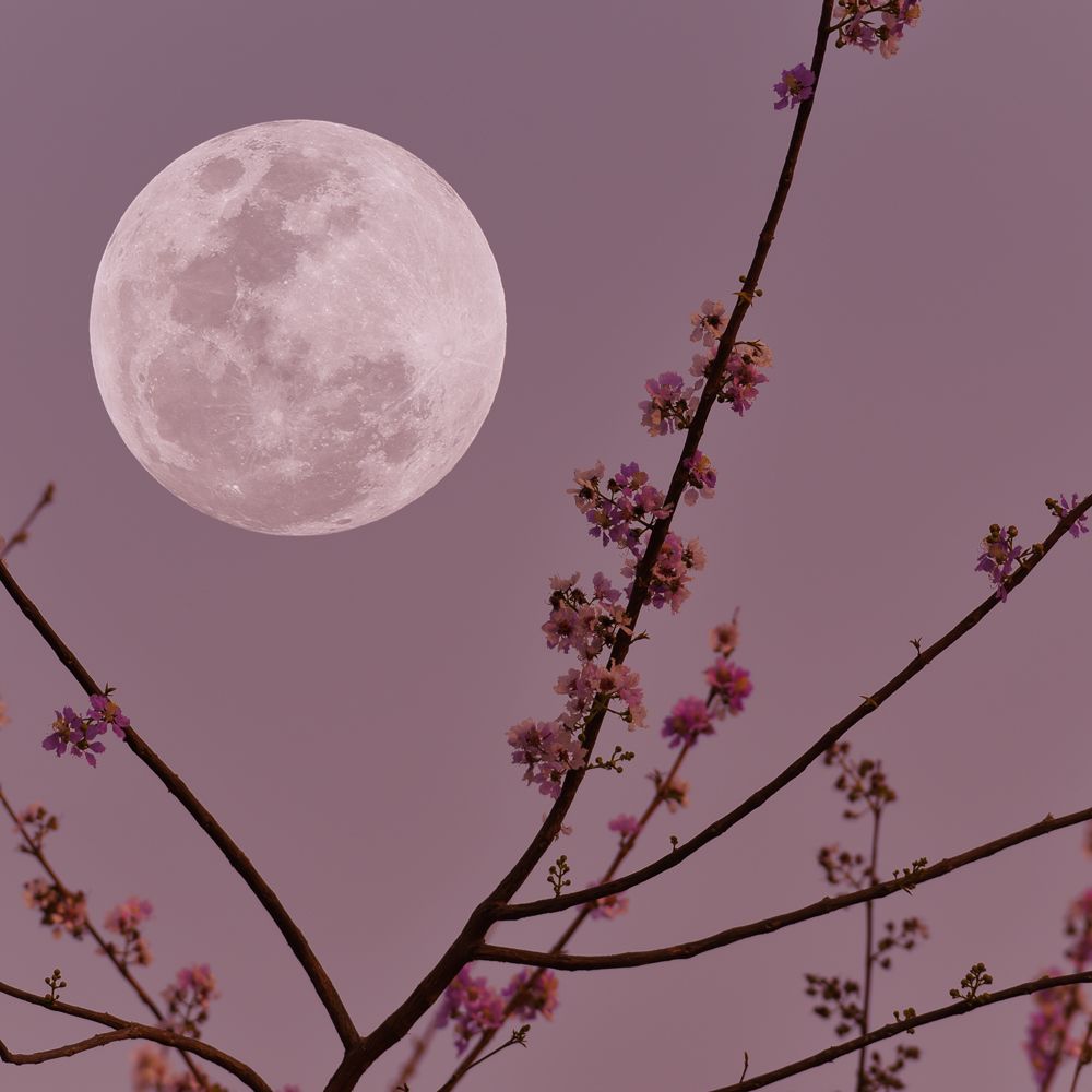 Violet Moondance Fragrance Oil image number null