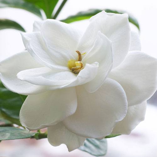 Gardenia Fragrance Oil image number null