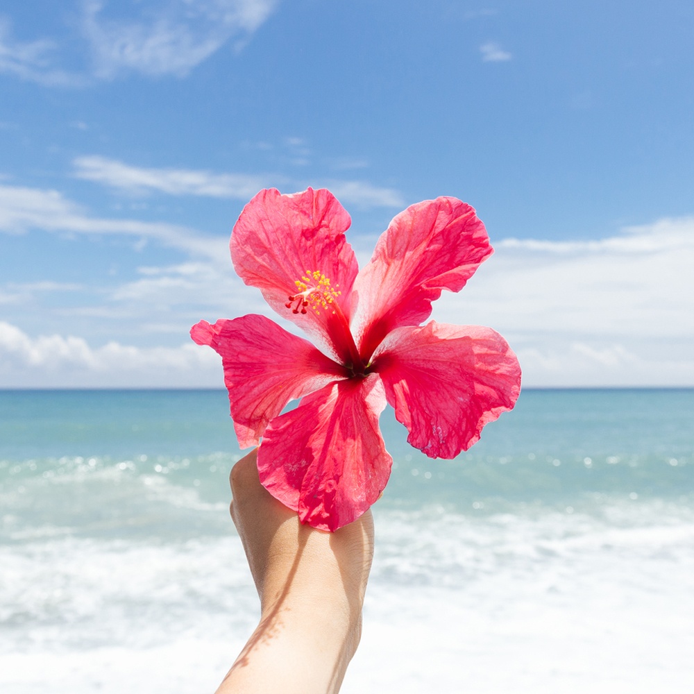 Sweet Nectar and Hibiscus Fragrance Oil image number null