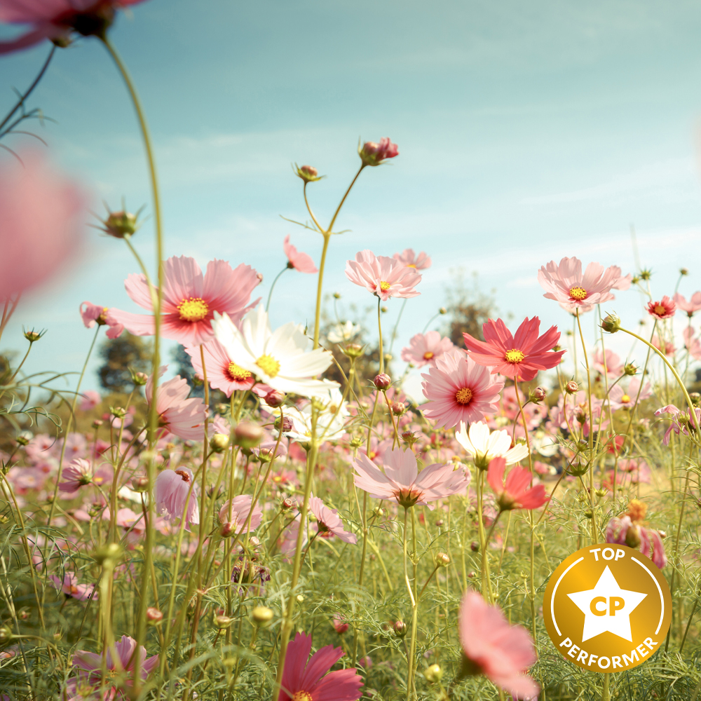 Countryside Flowers Fragrance Oil image number null