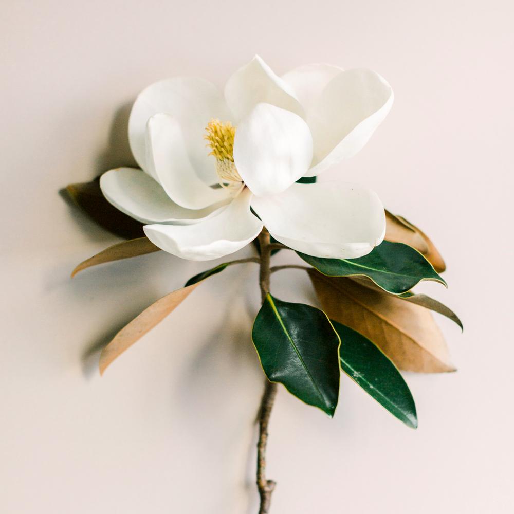 Magnolia Leaf and Tonka Fragrance Oil image number null