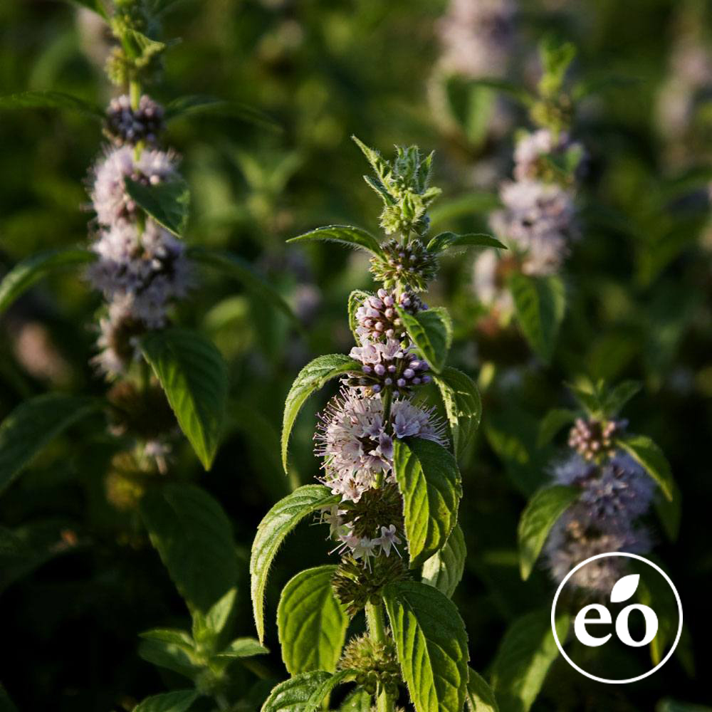 Peppermint Essential Oil - 2nd Distill image number null