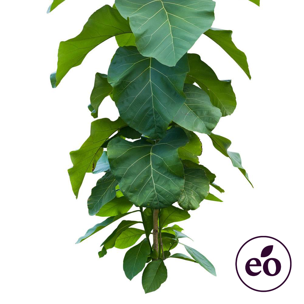 Litsea Essential Oil image number null