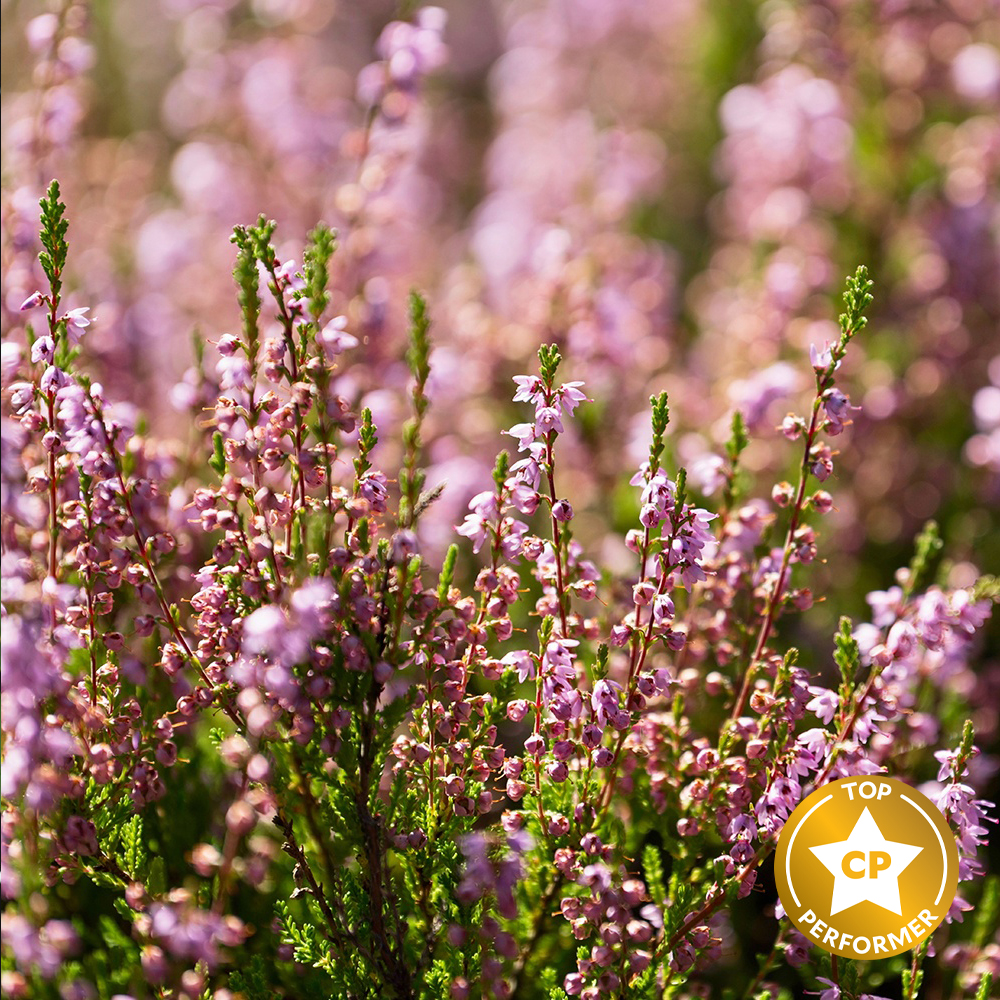 Wild Heather and Thyme Fragrance Oil image number null