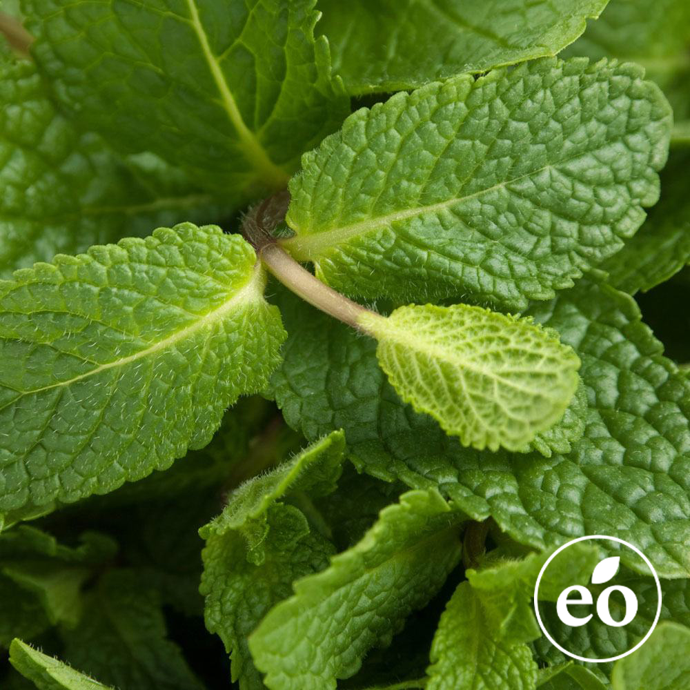 Spearmint Essential Oil image number null