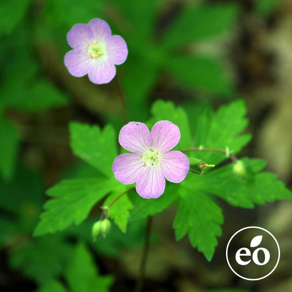 Egyptian Geranium Essential Oil image number null