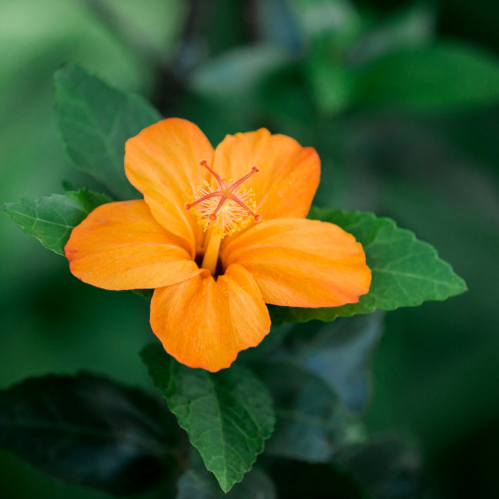 Hibiscus and Honey Fragrance Oil image number null
