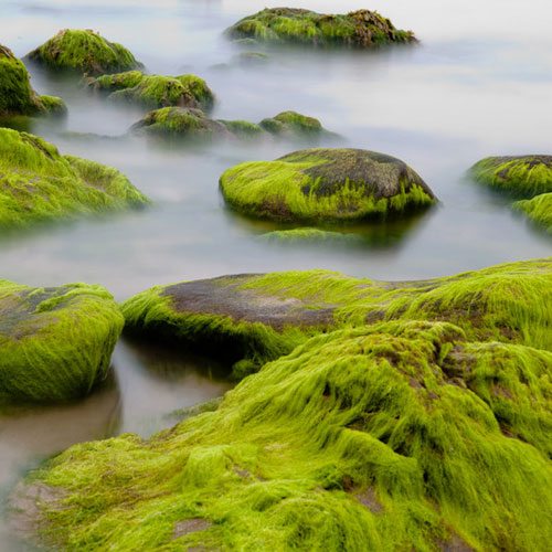 Sea Moss Fragrance Oil image number null