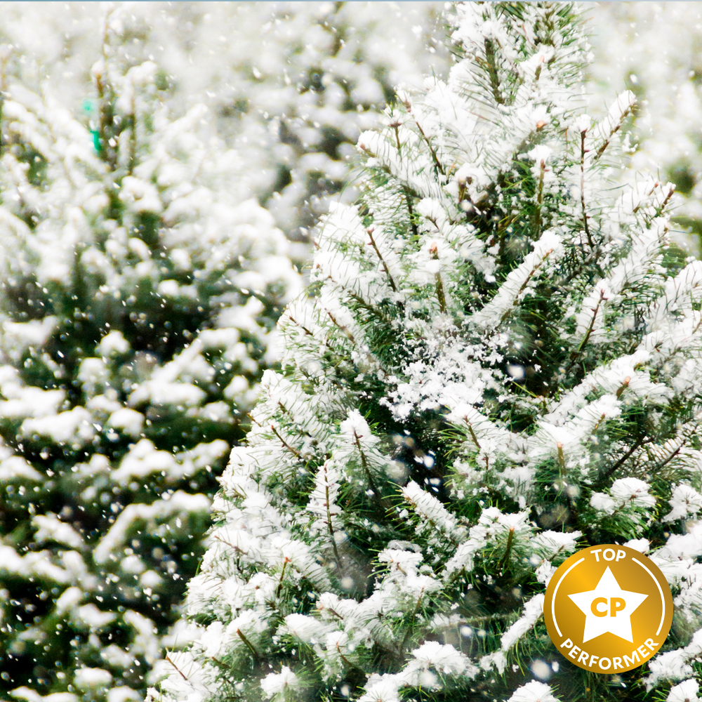 Frosted Fir Fragrance Oil image number null