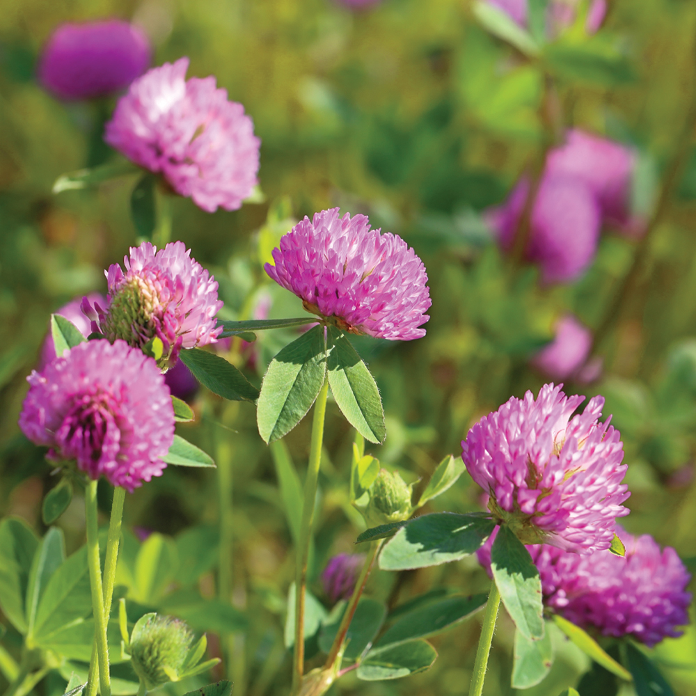 Clover Meadow Fragrance Oil image number null