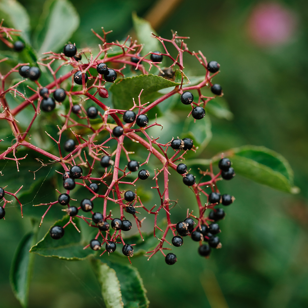 Elderberry and Evergreen Fragrance Oil image number null