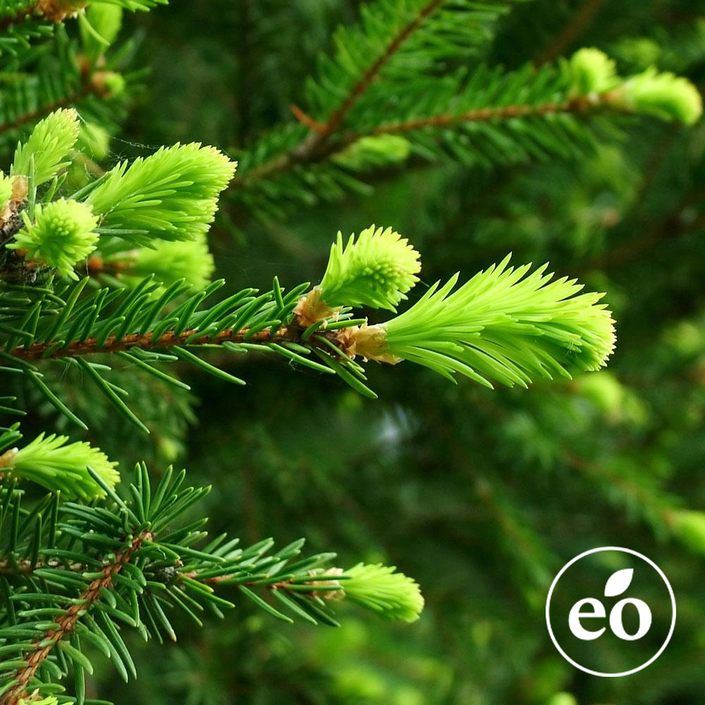Fir Needle Essential Oil image number null