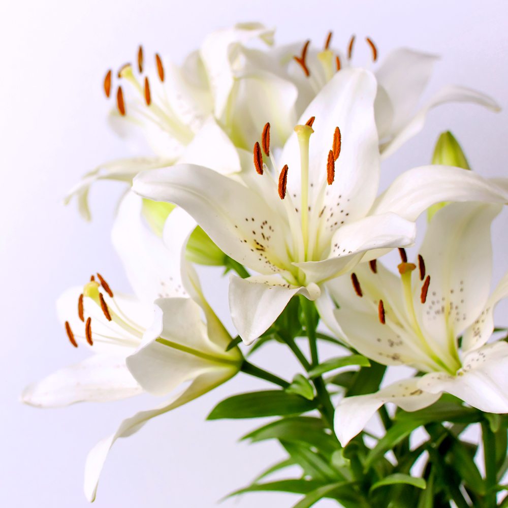 White Lily and Aloe Fragrance Oil image number null