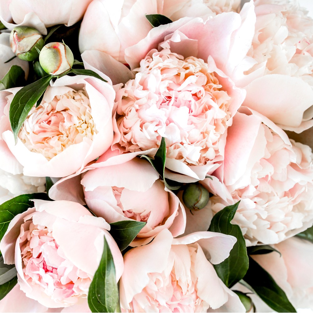Pink Peony Fragrance Oil image number null