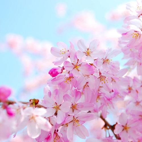 Cherry Blossom Fragrance Oil image number null