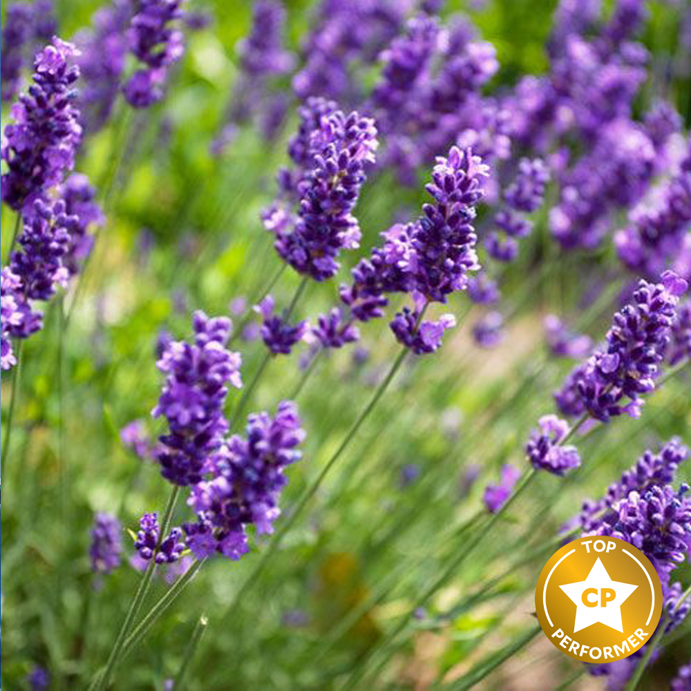 Lavender Fragrance Oil image number null
