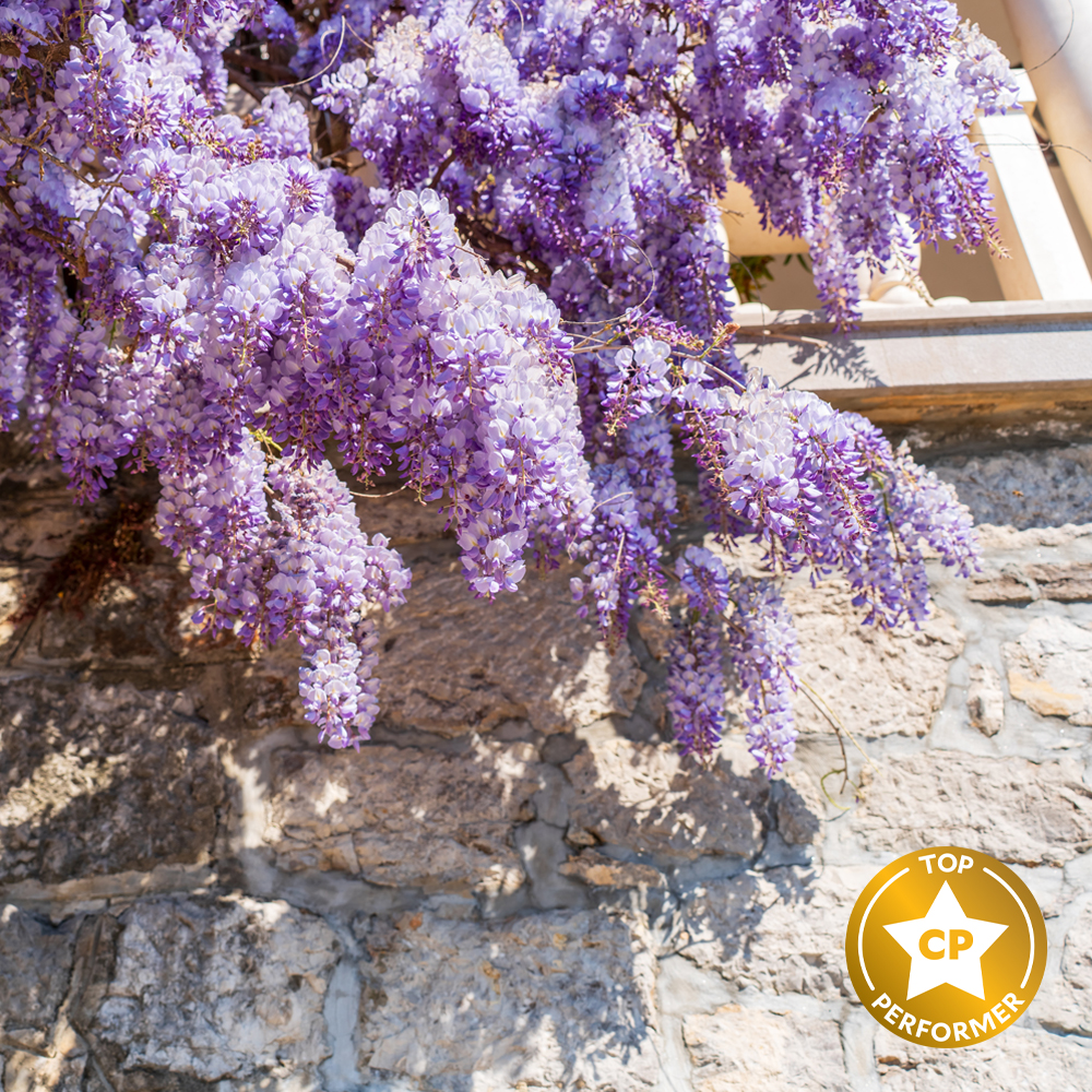 Wisteria Garden Fragrance Oil image number null