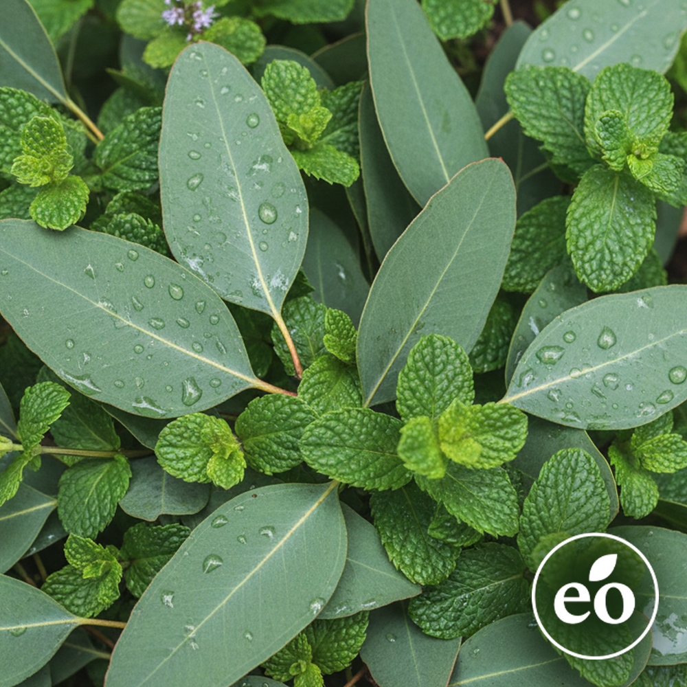Eucalyptus Mint Essential Oil Blend image number null