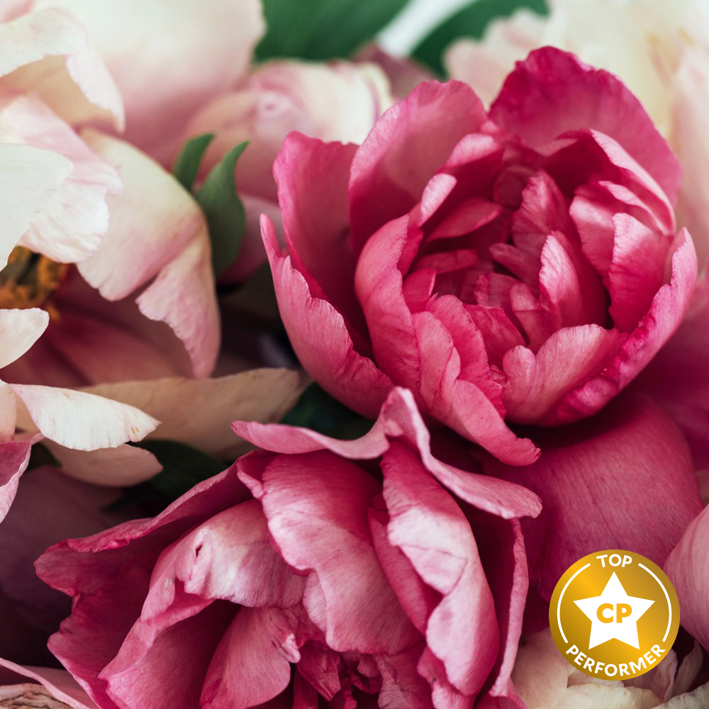 Peony and Amberwood Fragrance Oil image number null
