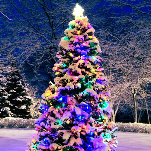 Christmas Forest Fragrance Oil image number null