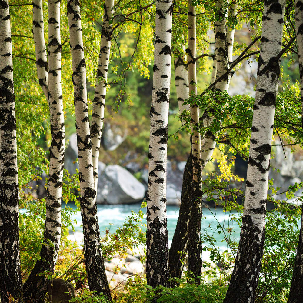 River Birch and Stone Fragrance Oil image number null