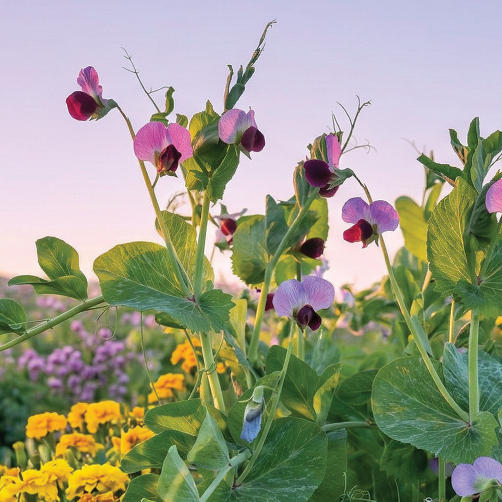 Wild Sweet Pea Fragrance Oil image number null