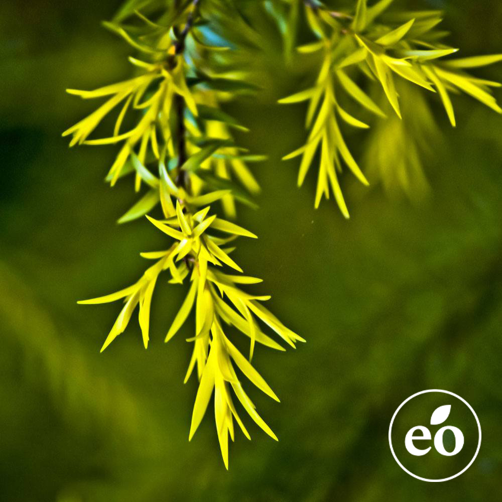 Tea Tree Essential Oil image number null