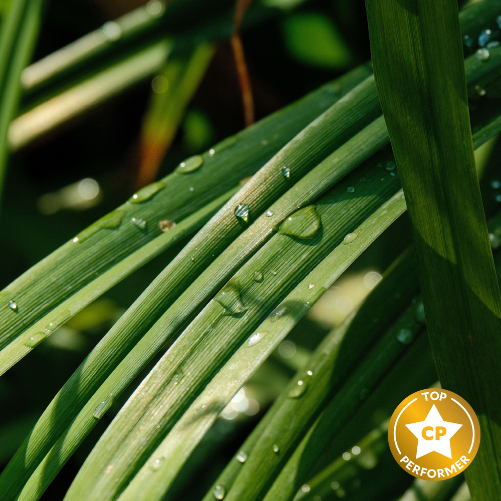 Fresh Lemongrass Fragrance Oil image number null