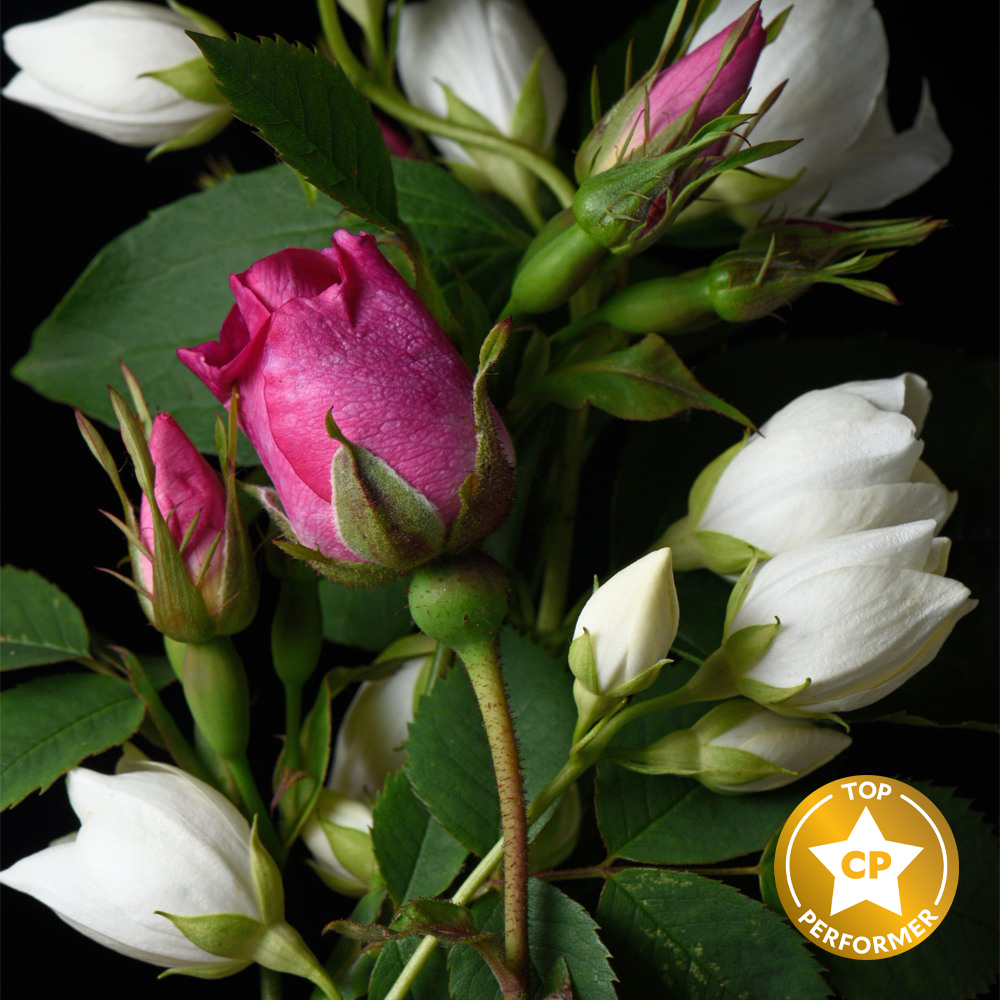Rosehip Jasmine Fragrance Oil image number null