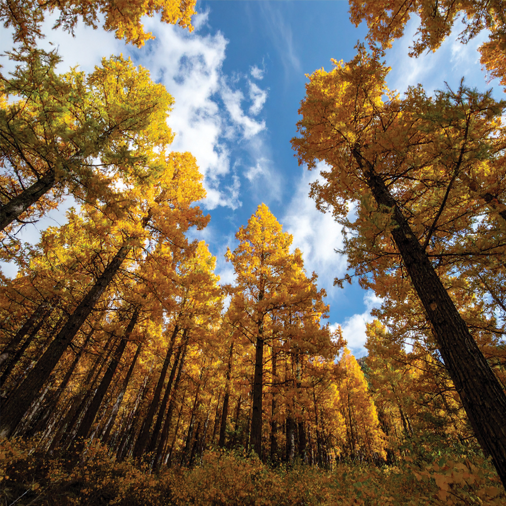 Cedar and Amber Fragrance Oil image number null