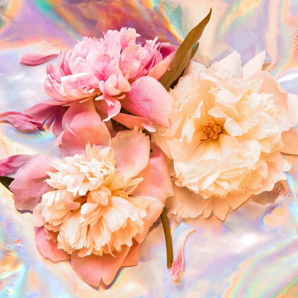 Peach Peony and Pearl Fragrance Oil image number null